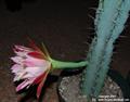 (ORANGE APPLE CACTUS) کاکتوس سیبی نارنجی